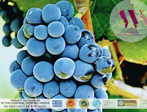 Western Greece PGI Achaia Native Grape Varieties – Vertzami